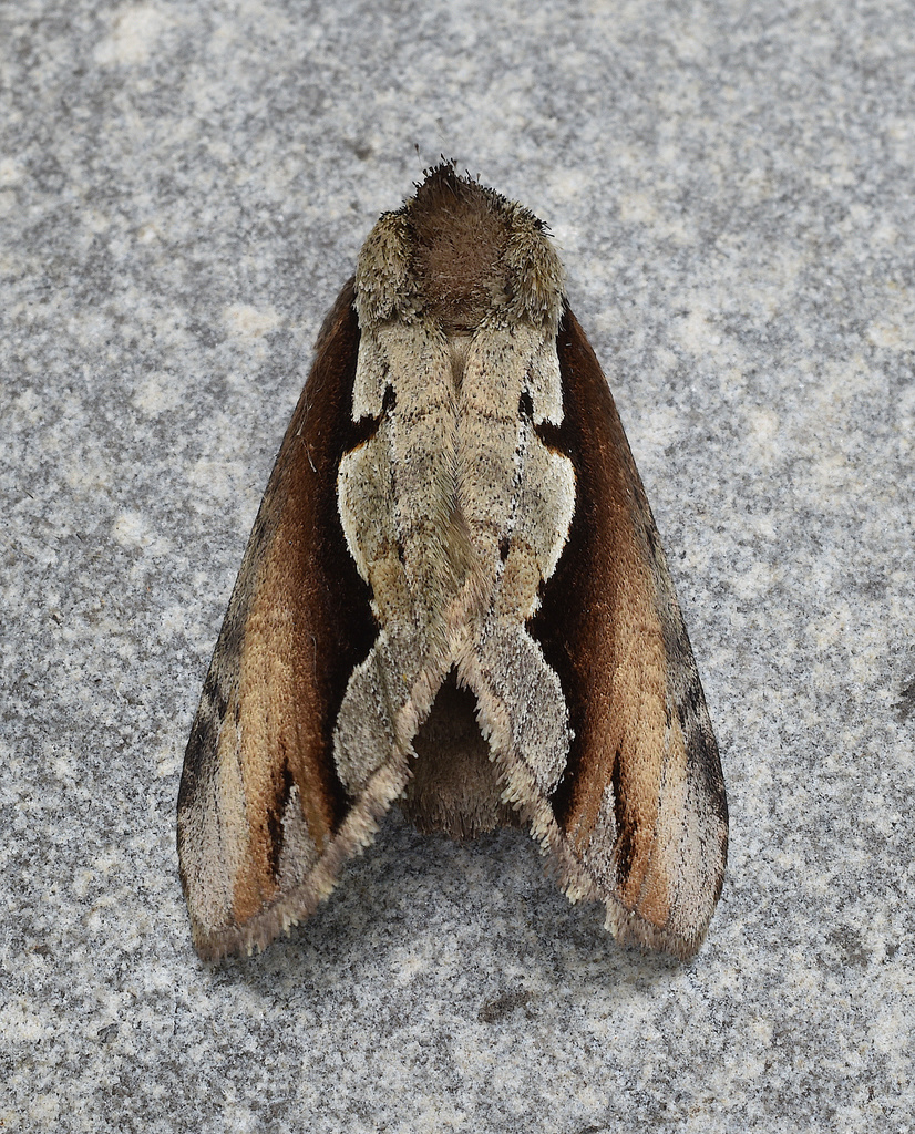 Double-toothed Prominent Moth