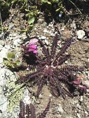 Pedicularis kerneri