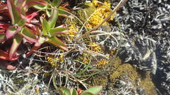 Puccinellia maritima