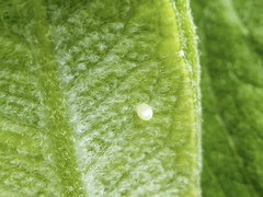 Danaus plexippus