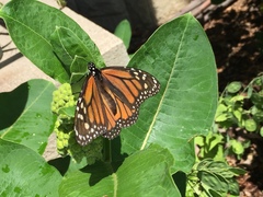 Danaus plexippus