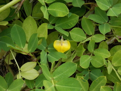 Arachis glabrata