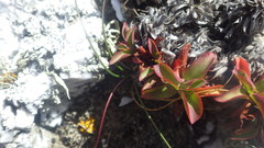 Puccinellia maritima