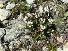 Cardamine bellidifolia alpina
