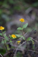 Melampodium microcephalum
