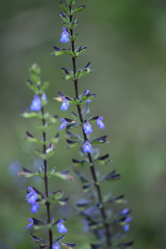 lindenleaf sage (Salvia tiliifolia)