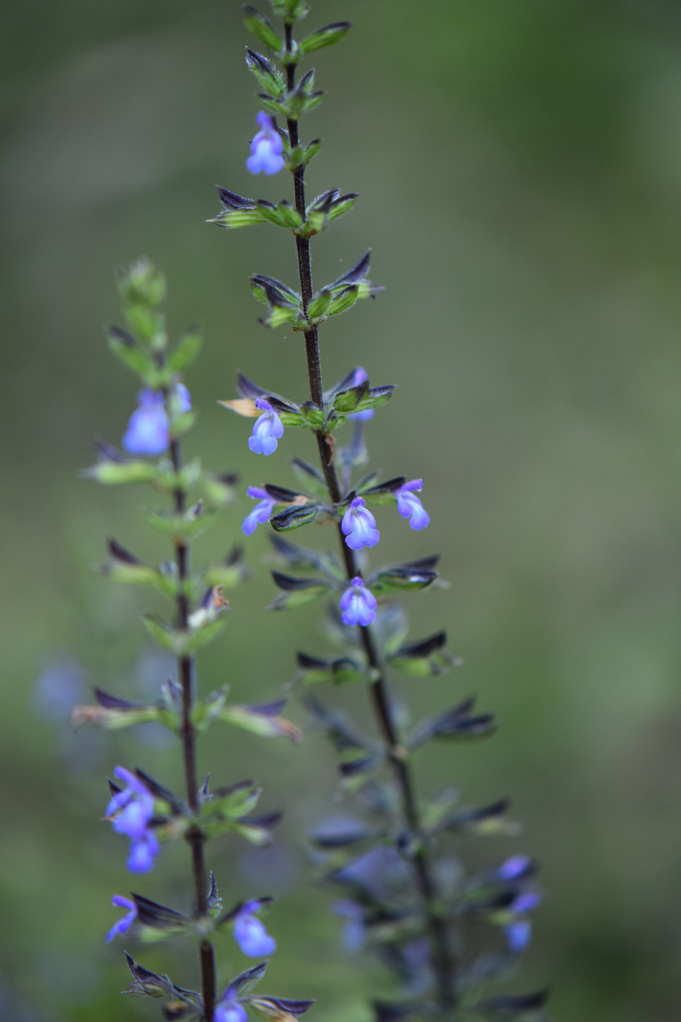 Salvia tiliifolia