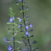 Lindenleaf Sage - Photo (c) Idlegrraphics, some rights reserved (CC BY-NC-SA), uploaded by Idlegrraphics