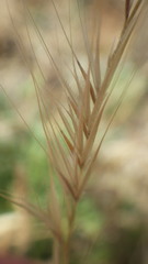 Festuca ambigua