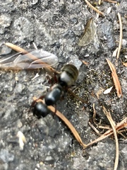 Camponotus modoc