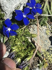 Gentiana bavarica