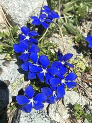 Gentiana bavarica