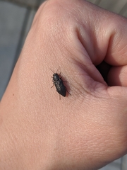 Melanophila acuminata