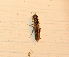 Merosargus caeruleifrons