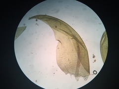 Hygrohypnella ochracea