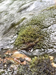 Hygrohypnella ochracea