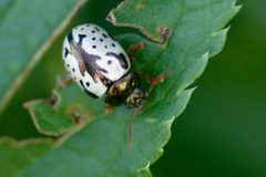 Calligrapha pruni