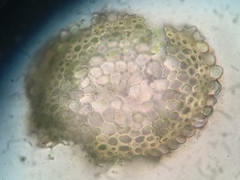 Hygrohypnella ochracea