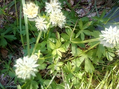 Astrantia