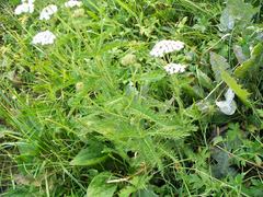 Achillea millefolium