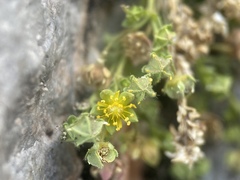 Ivesia jaegeri