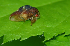 Cyrtolobus fuliginosus