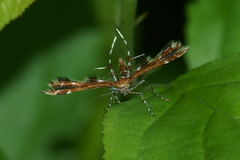 Geina tenuidactylus