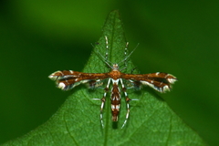 Geina tenuidactylus