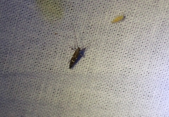 Caloptilia triadicae