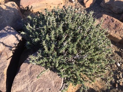 Monsonia salmoniflora