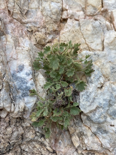 Lacy Phacelia (Phacelia geraniifolia)