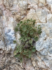 Phacelia geraniifolia