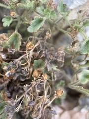 Phacelia geraniifolia