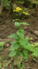 Doronicum austriacum