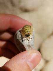 Porcellio spinipennis