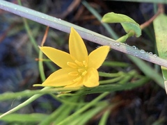 Hypoxis juncea