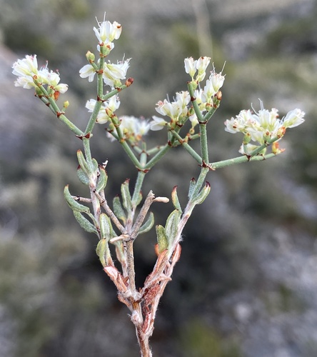 Eriogonum heermannii var. floccosum