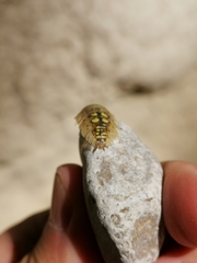 Porcellio spinipennis