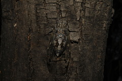 Cicada orni