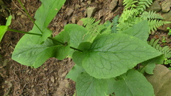 Doronicum austriacum