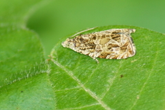 Olethreutes tilianum
