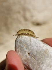 Porcellio spinipennis