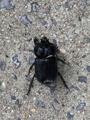 Phileurus