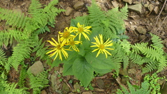 Doronicum austriacum