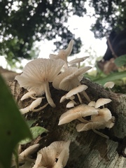 Marasmiellus volvatus