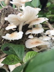 Marasmiellus volvatus