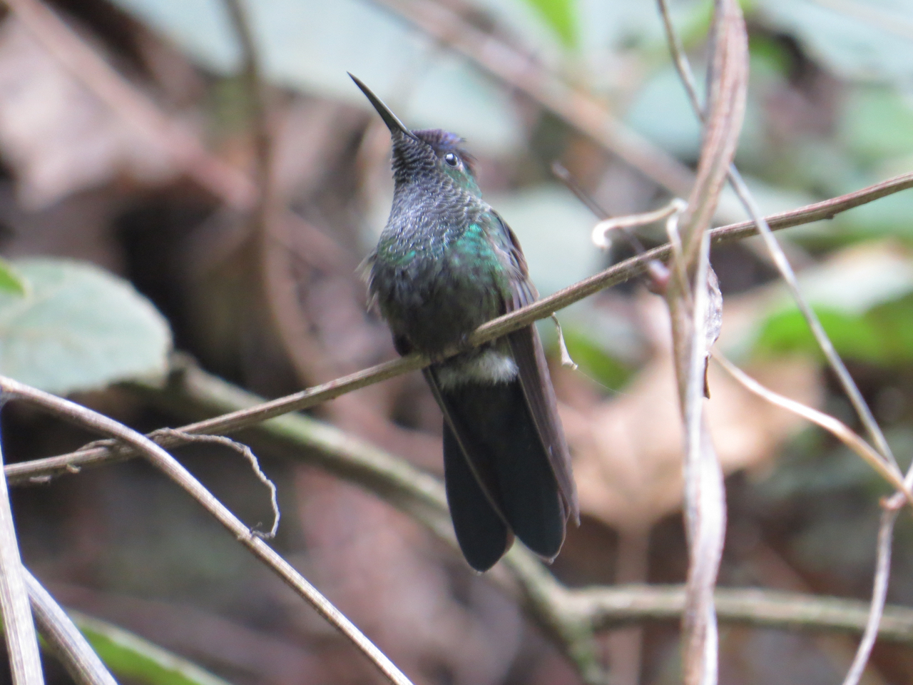 Mexican Woodnymph (Eupherusa ridgwayi), photo 5