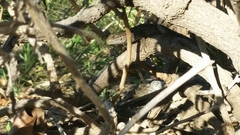 Sceloporus occidentalis