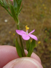 Centaurium erythraea