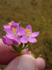 Centaurium erythraea